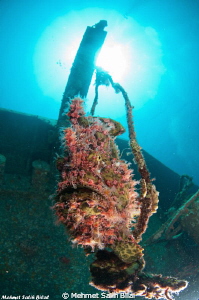 Giant frogfish living in a wreck by Mehmet Salih Bilal 